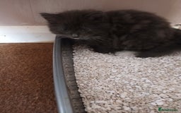 Domestic Shorthair cats for sale: Kittens  - Image 7