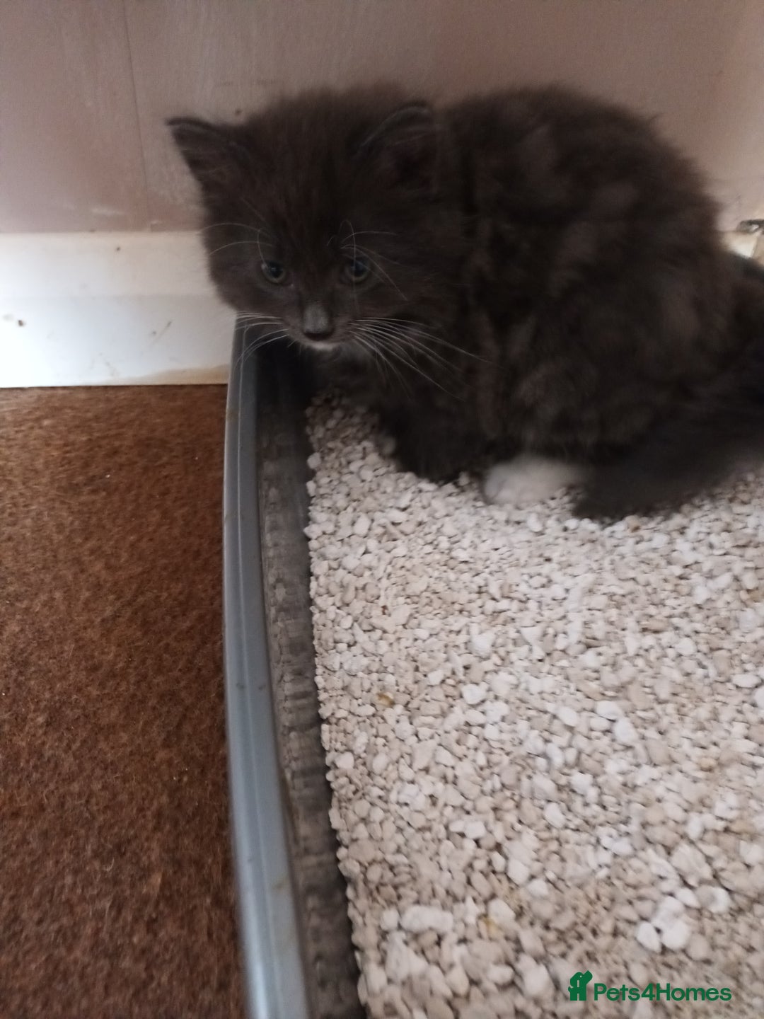 Domestic Shorthair cats for sale: Kittens  - Image 7
