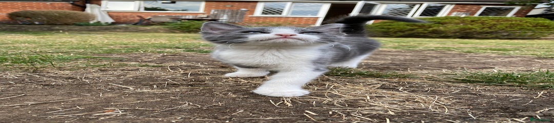Mixed Breed Kitten 2