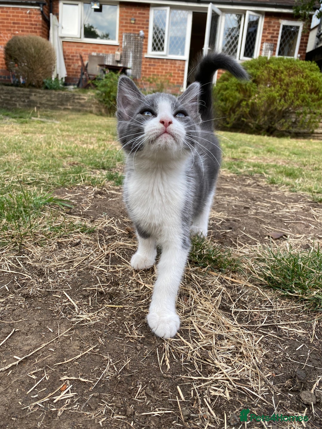 Mixed Breed cats for sale: beautiful kittens - Image 32