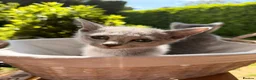 Russian Blue cats for sale: 🐾Champion Line TICA Russian Blue Kittens 🐾 - Advert 16