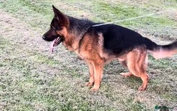 German Shepherd dogs for stud: Kc reg PROVEN Champion bloodline male for stud  in Oldham - Image 1