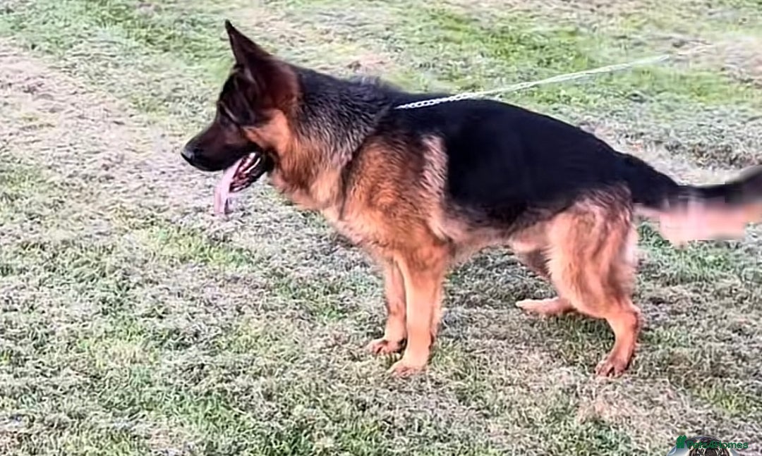 German Shepherd dogs for stud: Kc reg PROVEN Champion bloodline male for stud  in Oldham - Image 1