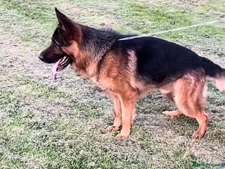German Shepherd dogs in Oldham - Advert 37