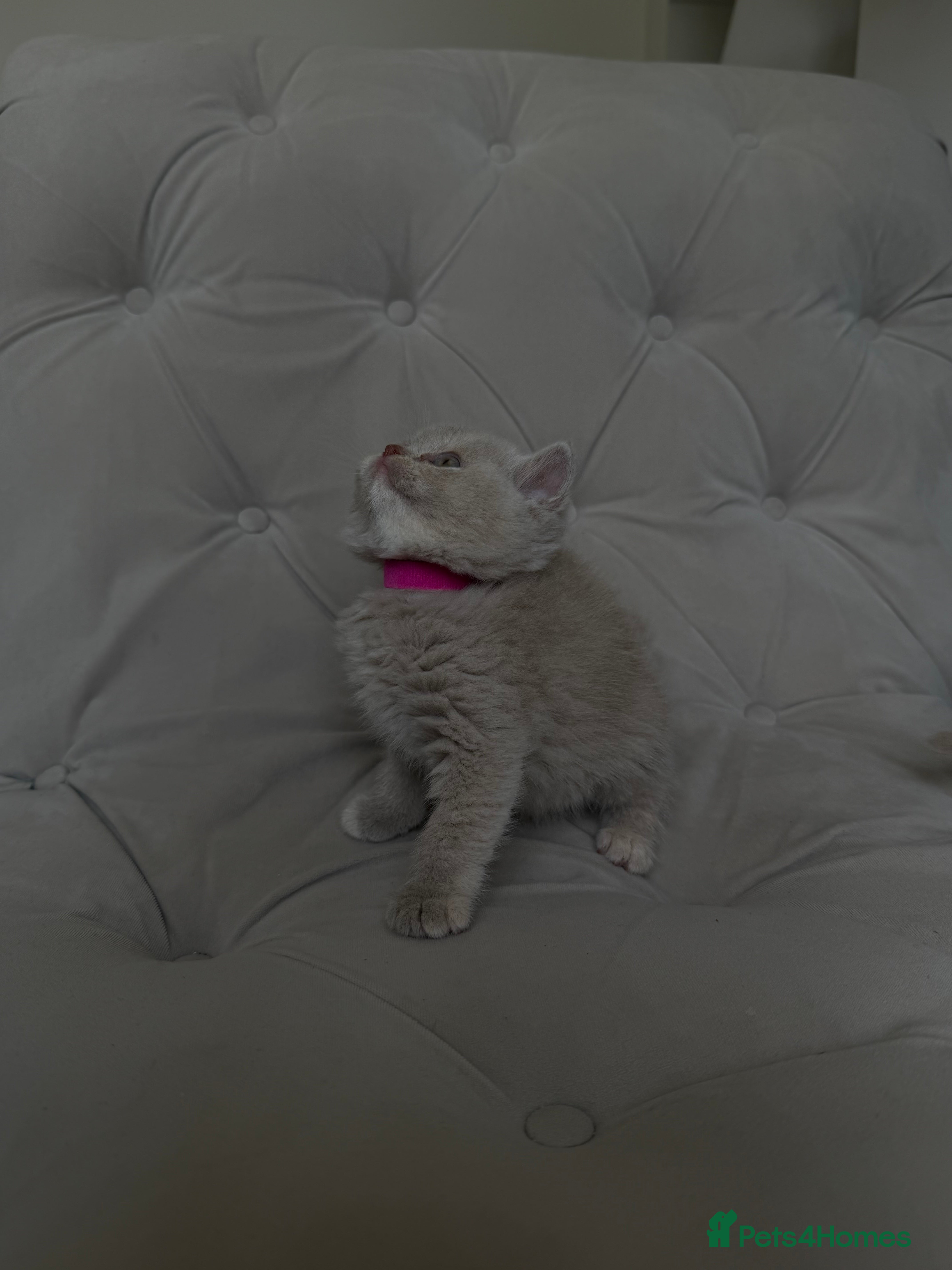 British Shorthair cats 😍CINNAMON LILAC FAWN BRITISH SHORTHAIR LITTERS 😍 - Advert 2