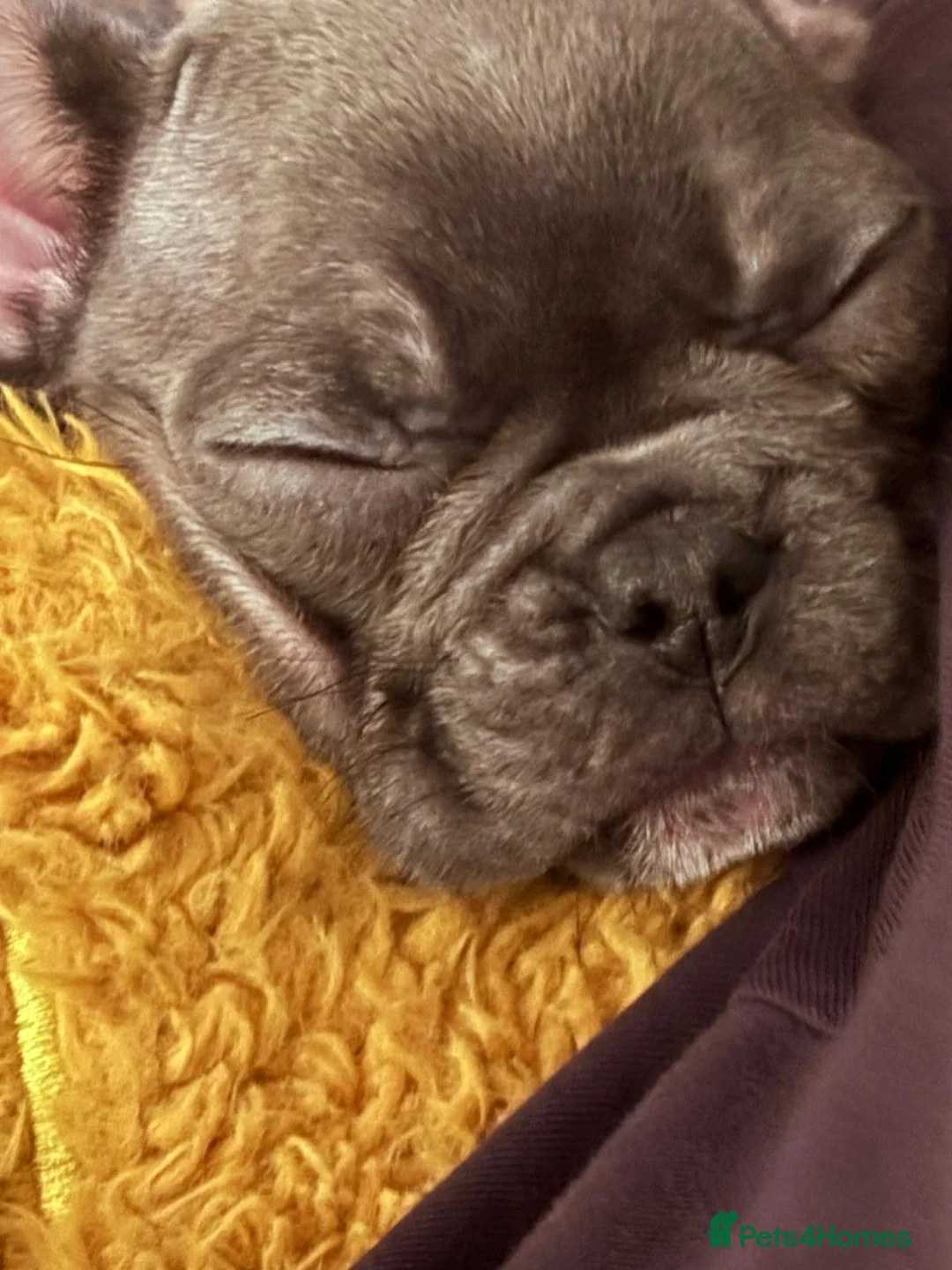 French Bulldog dogs for sale: French Bulldog Puppies - Advert 7