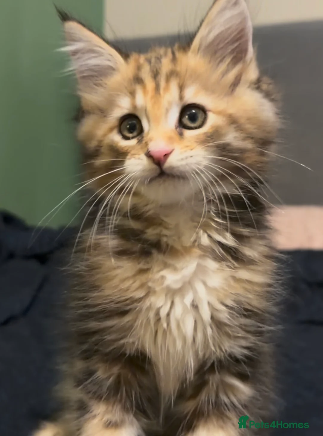 Maine Coon cats for sale: Last Gorgeous Affectionate Maine Coon Cross Kitten - Advert 2