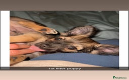 Mixed Breed dogs for sale: Three Pomeranian Chihuahua  - Image 8
