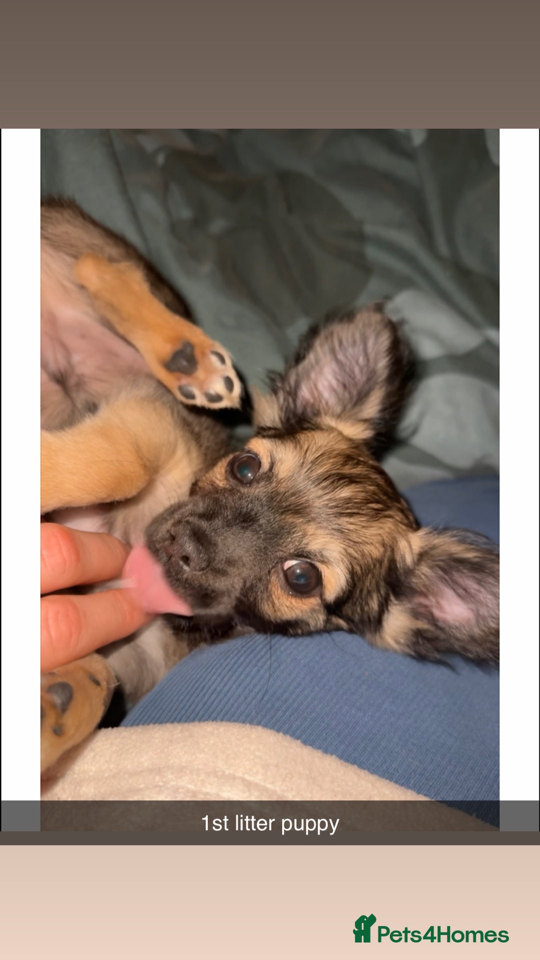 Mixed Breed dogs for sale: Three Pomeranian Chihuahua  - Image 8