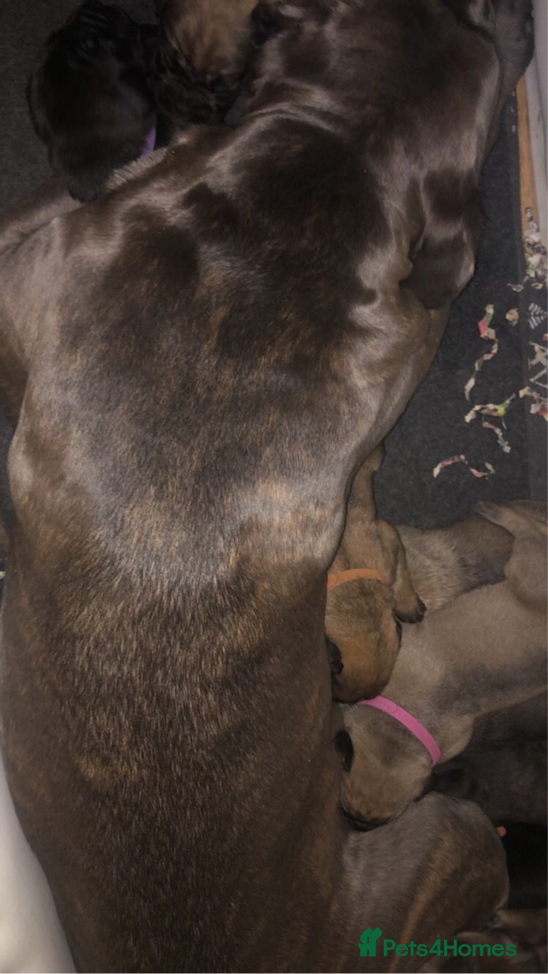 Cane Corso dogs for sale: Cane corso bandogs - Advert 5