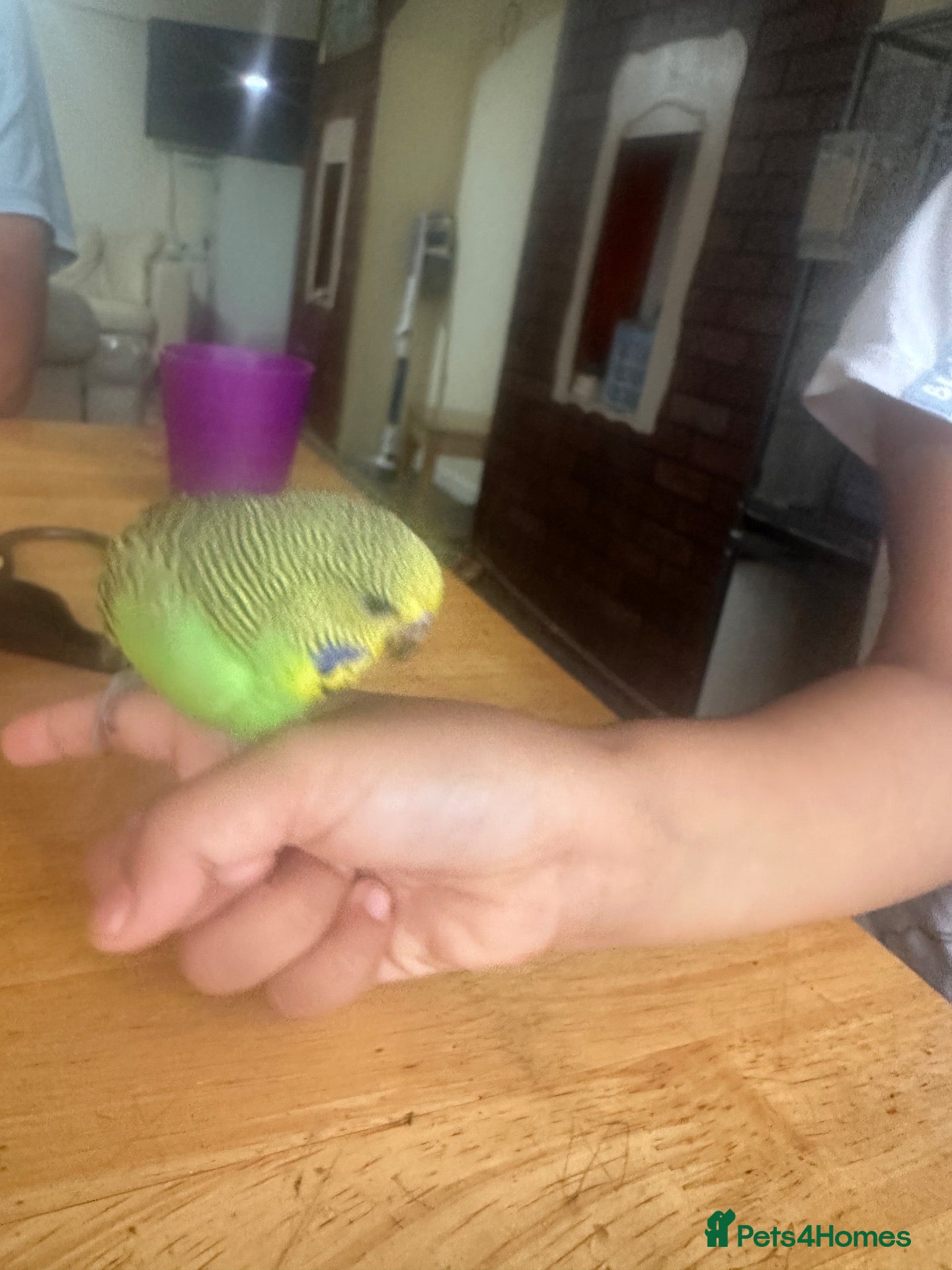 Budgerigars birds Lovely tamed baby budgie in Dagenham  - Advert 1