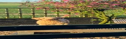 Australian Labradoodle dogs for sale: Stunning Tuxedo Miniature Australian Labradoodles - Advert 10