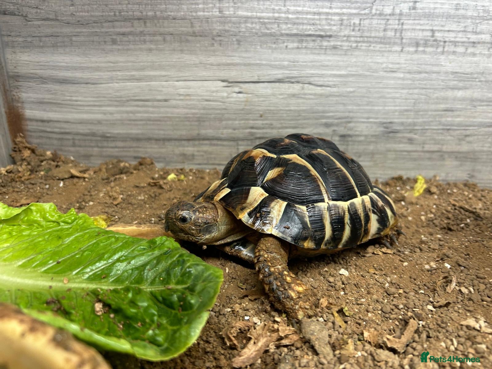 Tortoise reptiles Hermanns Tortoise with Vivarium - Advert 1