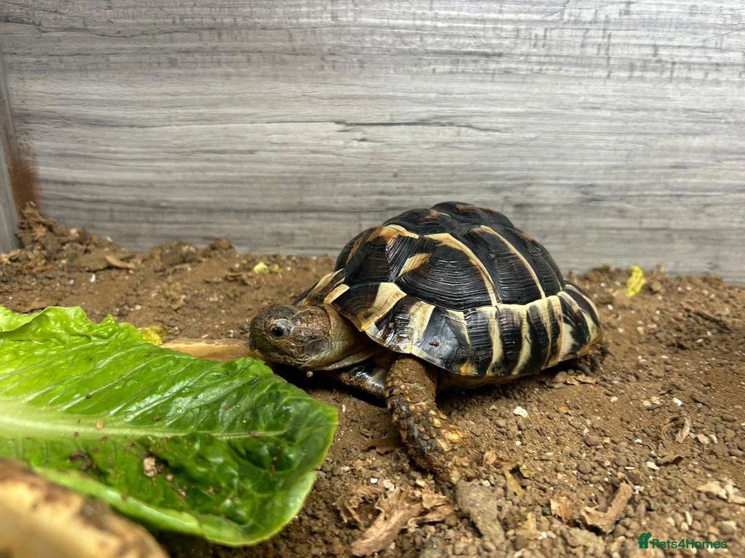Tortoise reptiles for sale: Hermanns Tortoise with Vivarium - Advert 1