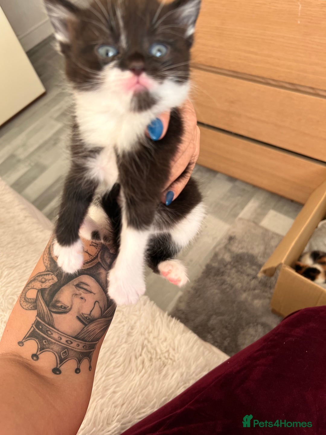 Mixed Breed cats for sale: Little bundles of purrfection  - Advert 2