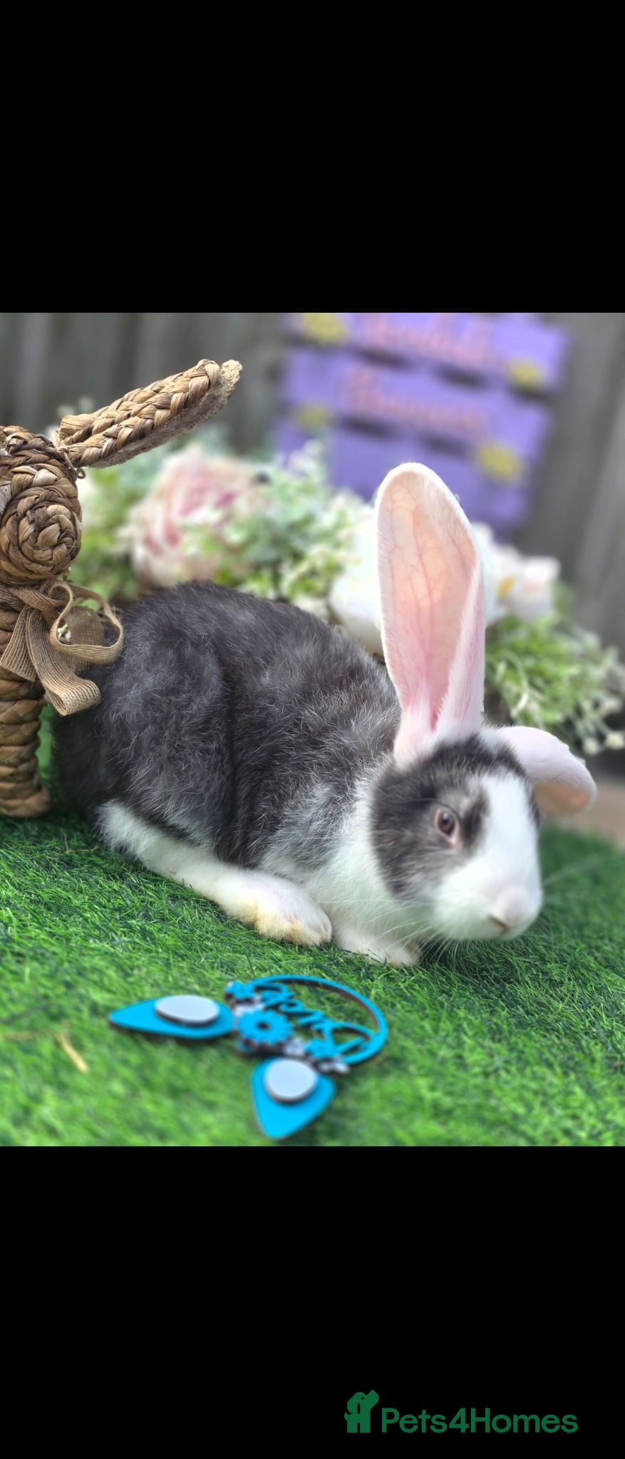 Continental Giant rabbits Continental buck back available  - Advert 2