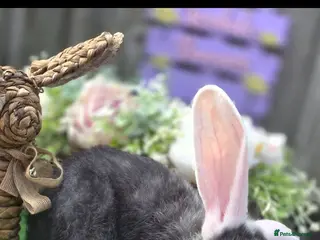 Continental Giant rabbits Continental buck back available - Advert 2
