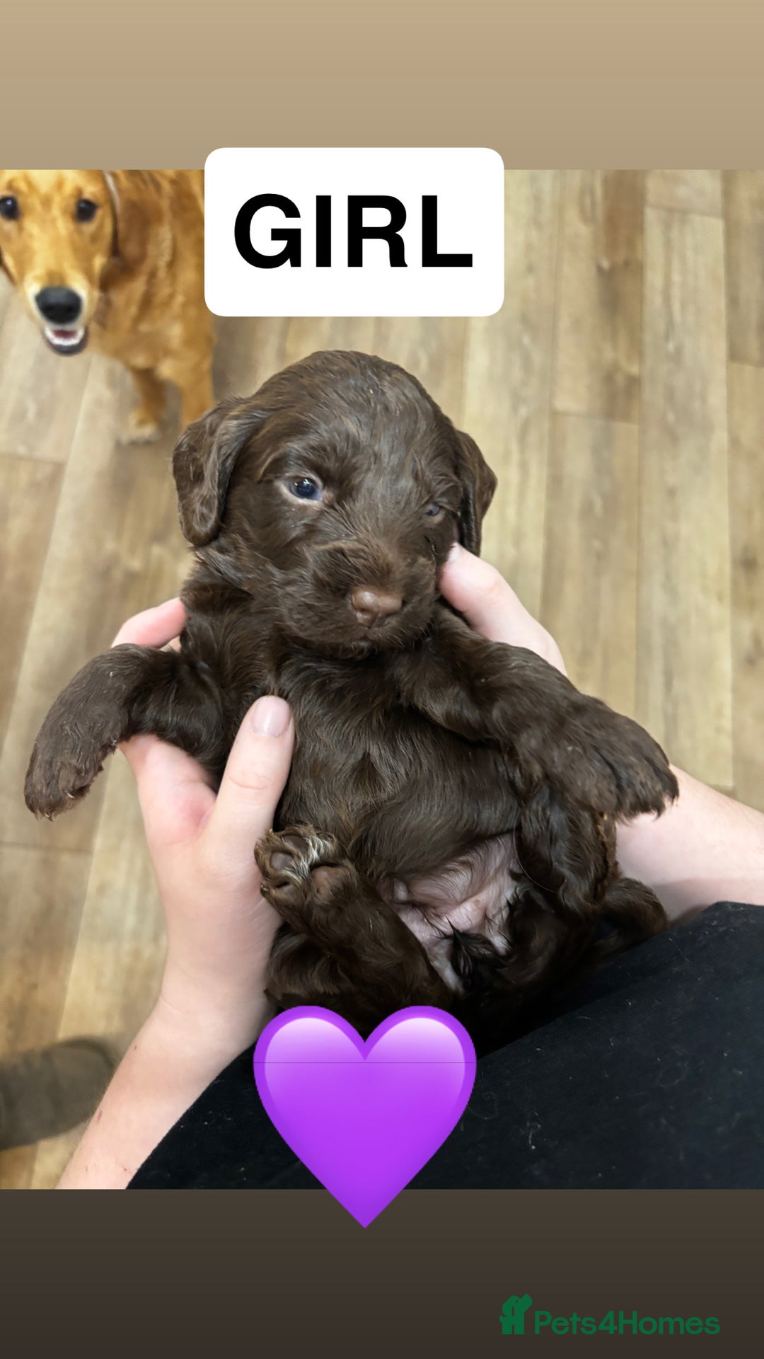 Cockapoo dogs for sale: Cockapoos - Advert 5