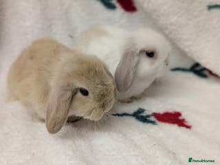 Mini Lop rabbits 2 beautiful male minilops - Advert 1