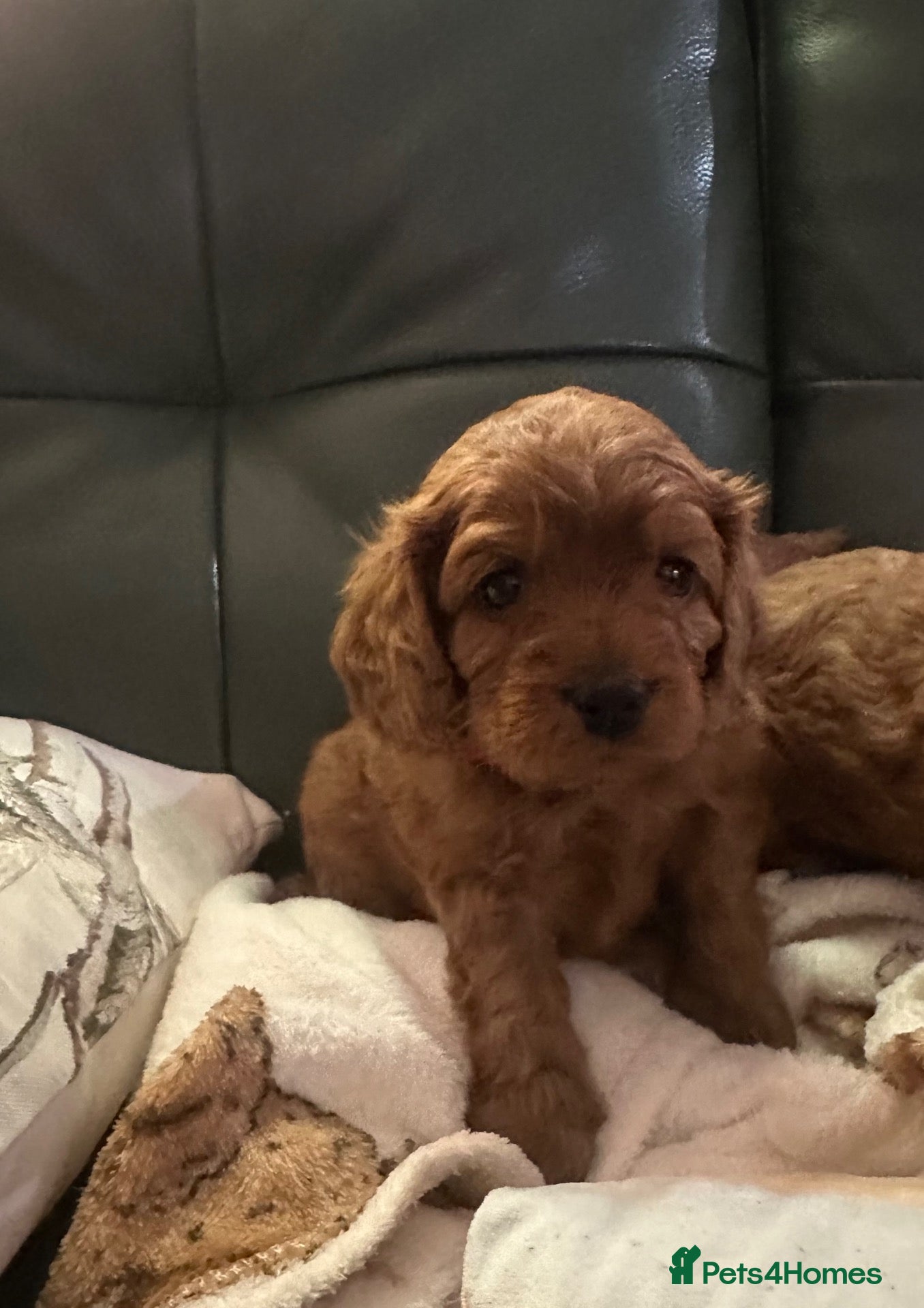 Cavapoo dogs Beautiful Red Cavapoo Puppies  - Advert 16