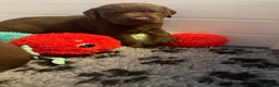 Labrador Retriever dogs for sale: Beautiful chocolate Kc Reg Labrador Puppies - Advert 2