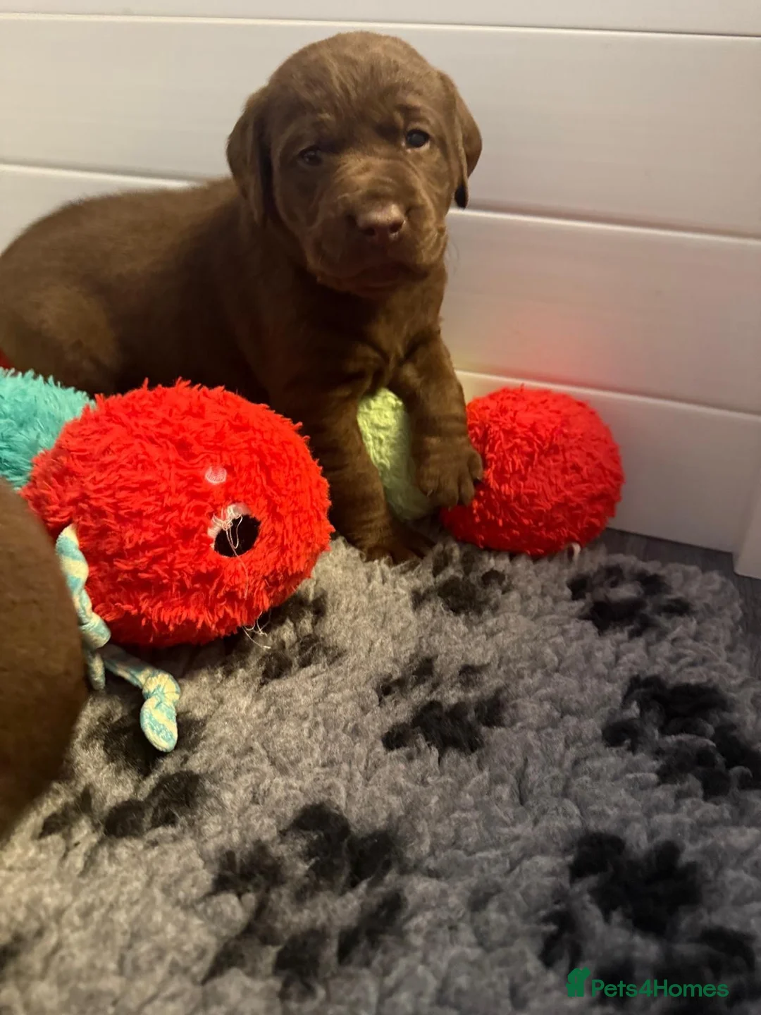 Labrador Retriever dogs for sale: Beautiful chocolate Kc Reg Labrador Puppies - Advert 2