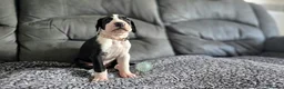 Great Dane dogs for sale: Championship Great Dane Pups  - Advert 12
