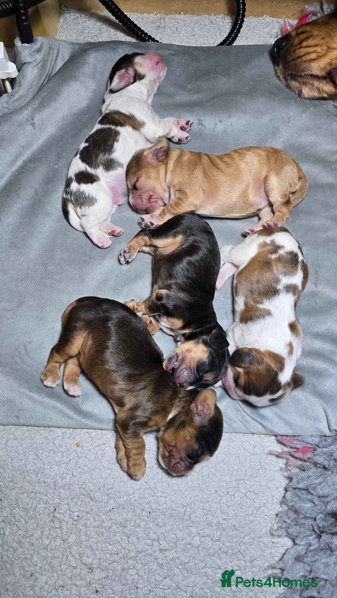 Cocker Spaniel dogs for sale: KC Registered Cocker Spaniels ready for Christmas - Image 1