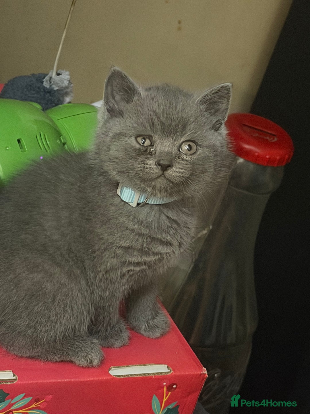 Scottish Fold cats for sale: Scottish fold kittens - Advert 38