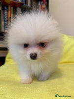 Pomeranian dogs in London - Advert 5