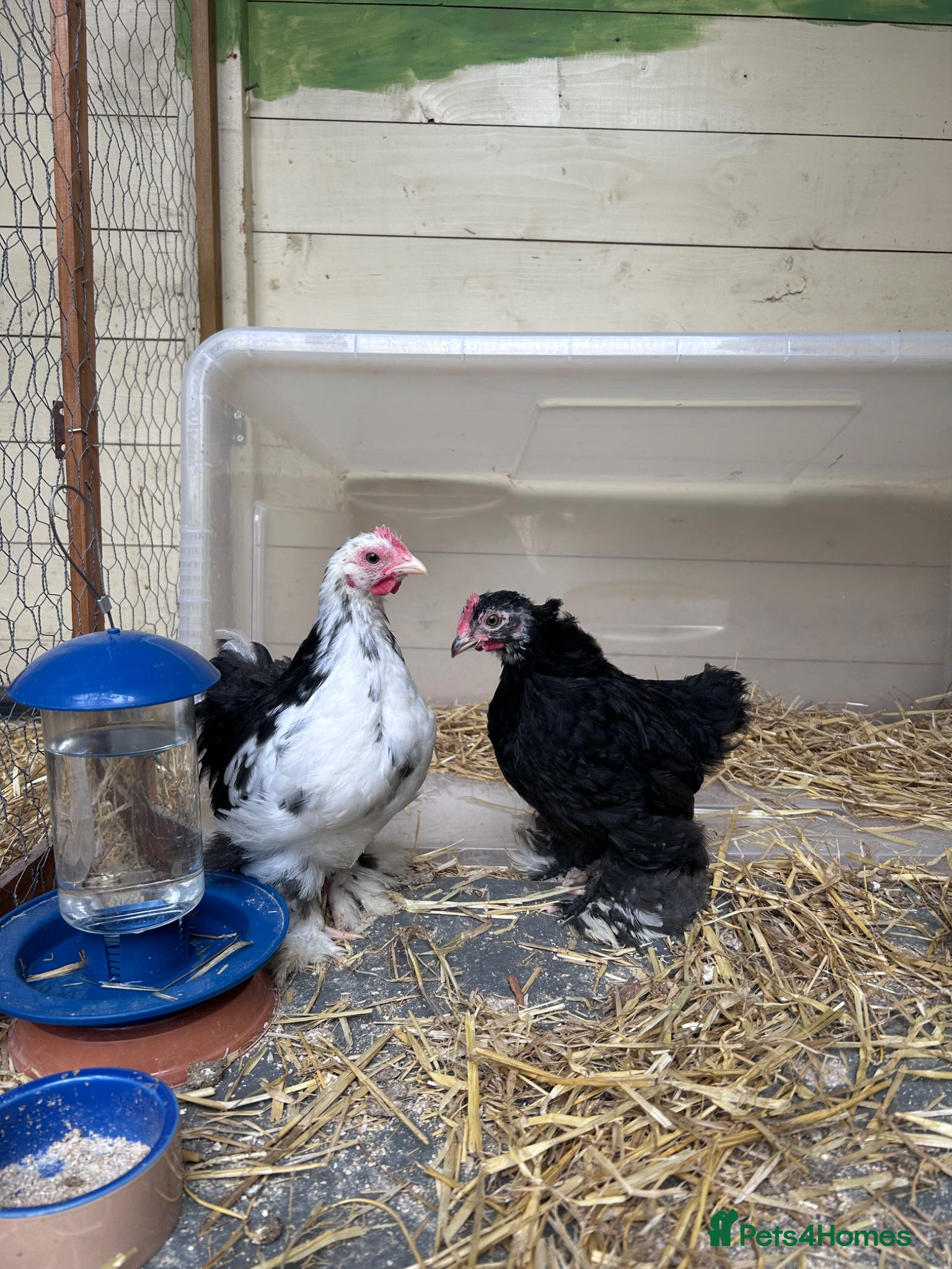 Chickens poultry 2 black mottled pekin bantam roosters - Advert 11