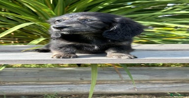 Miniature Dachshund dogs - Advert 10