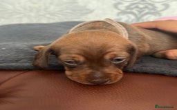 Miniature Dachshund dogs for sale: Miniature dachshund puppies - Image 8