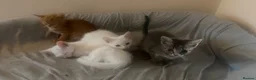 Mixed Breed cats for sale: Sweet kitten - Advert 6