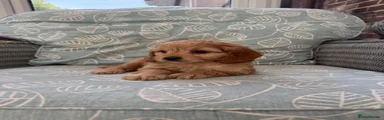 Cavapoo 2