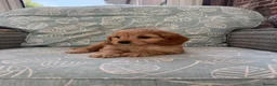 Cavapoo dogs for sale: Stunning Cavapoo Pups  - Advert 10
