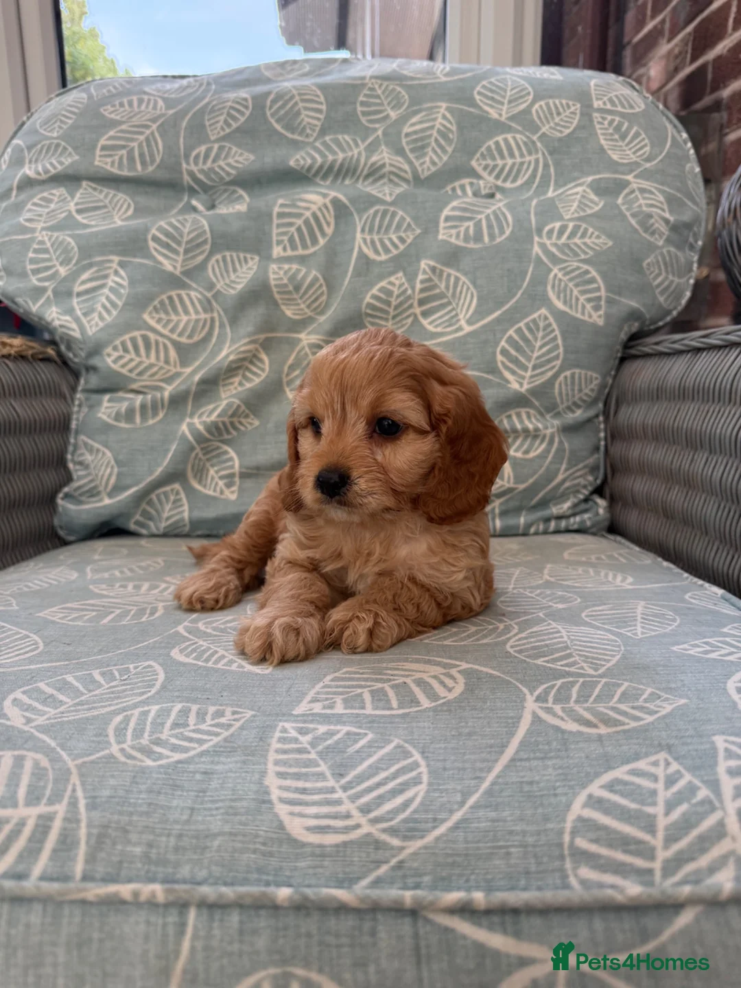 Cavapoo dogs for sale: Stunning Cavapoo Pups  - Advert 10