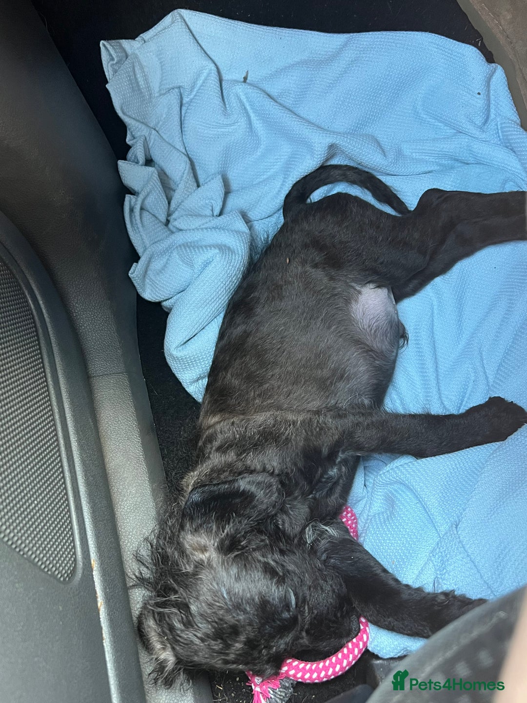 Mixed Breed dogs for sale: Jackapoo - Image 2