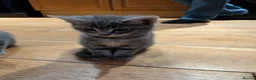Mixed Breed cats for sale: Mrs taylor - Advert 5