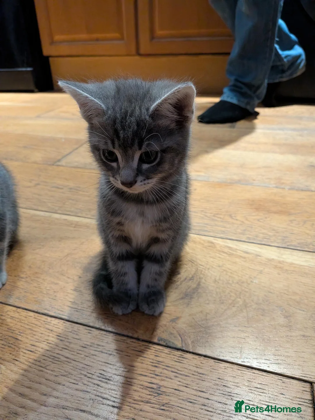 Mixed Breed cats for sale: Mrs taylor - Advert 5