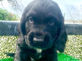 Cocker Spaniel dogs COCKER SPANIELS - Advert 1