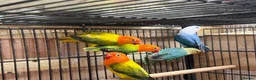 Lovebirds birds for sale: Lovebirds - Advert 9