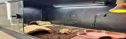 Tortoise reptiles for sale: Horsefield Turtle + Enclosure, lamp, thermometer - Advert 3
