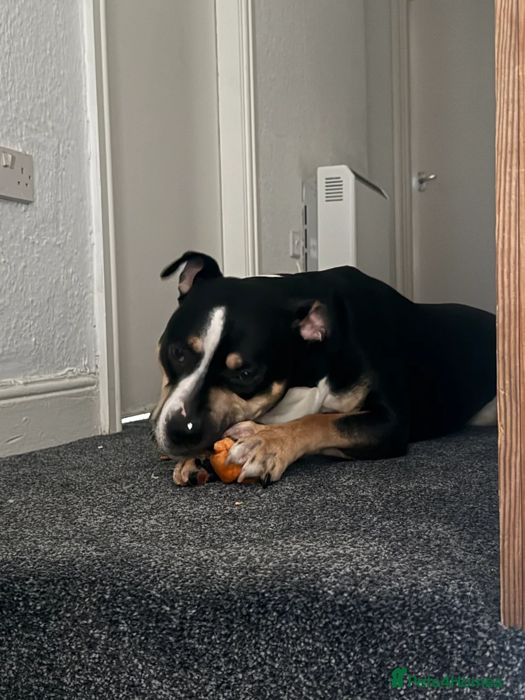 Mixed Breed dogs for sale: Beautiful boy needing new home asap - Advert 2