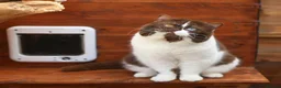 Mixed Breed cats for sale: Adorable Shorthair Kittens – 4 Boys & 1 Girl - Advert 23
