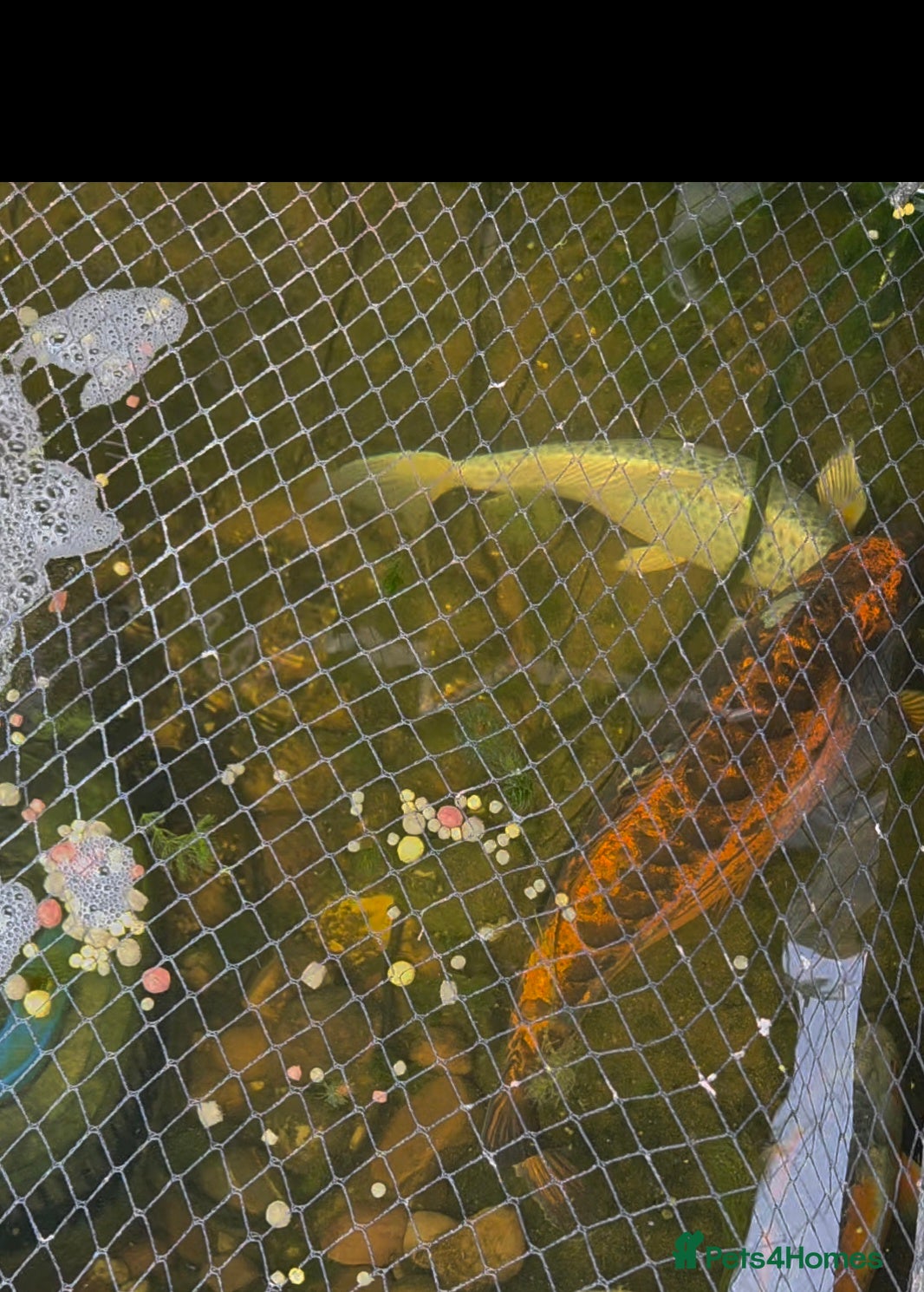 Koi Carp fish Koi for sale - Advert 2