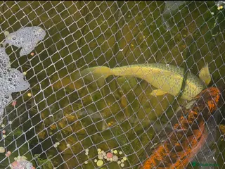 Koi Carp fish Koi for sale - Advert 2