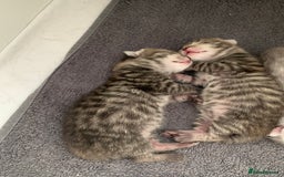 British Shorthair cats for sale: Beautiful British Shorthair Tabby Kittens  - Image 2
