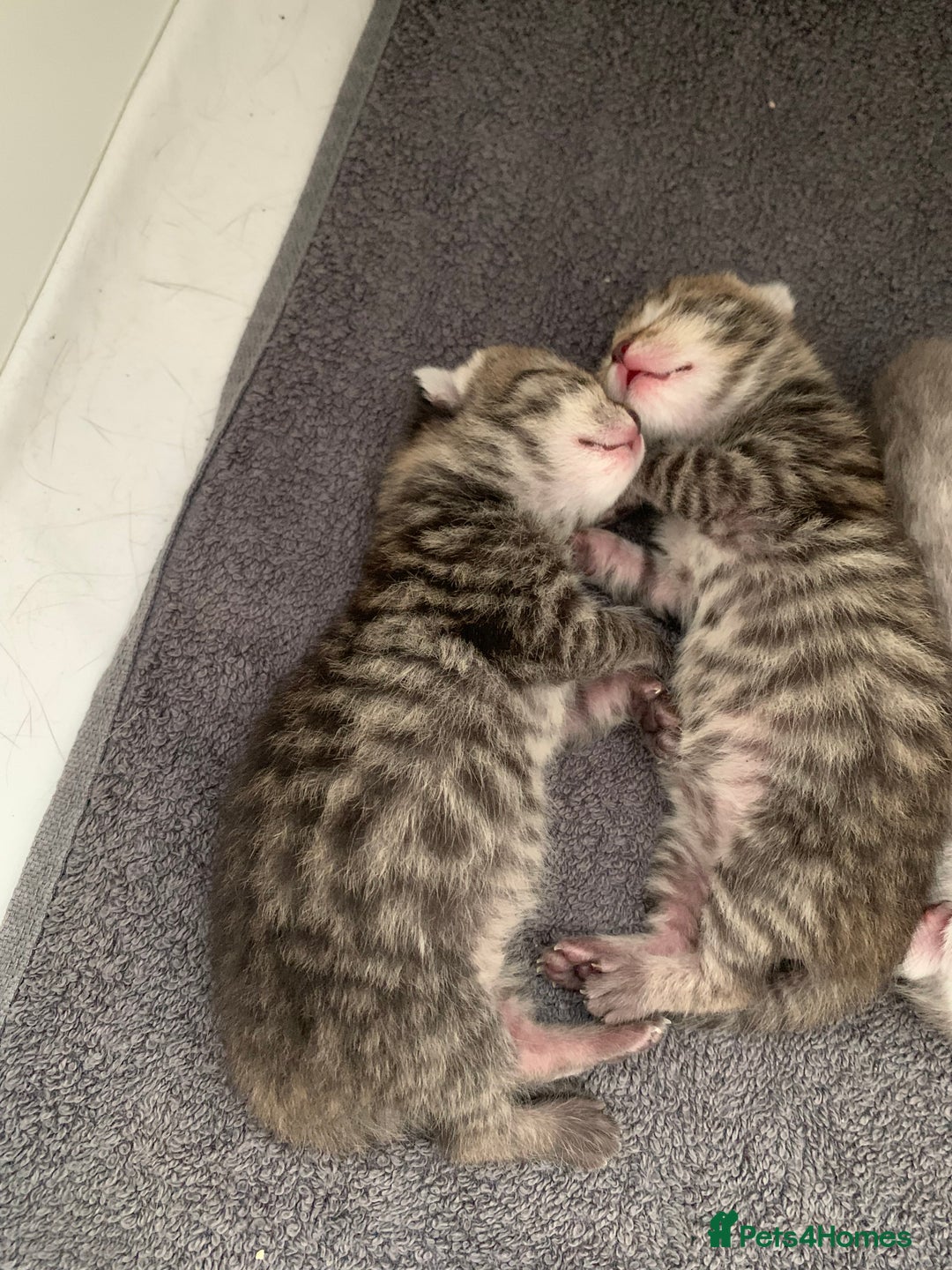 British Shorthair cats for sale: Beautiful British Shorthair Tabby Kittens  - Image 2