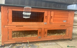 Guinea Pig rodents for sale: Two beautiful female guinea pigs  - Image 3